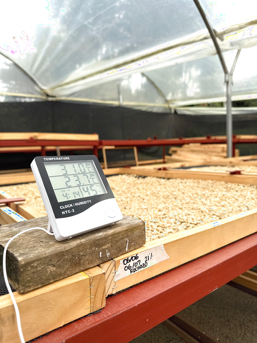 Coffee drying process at Finca Casa Blanca, Puente Nacional, Santander